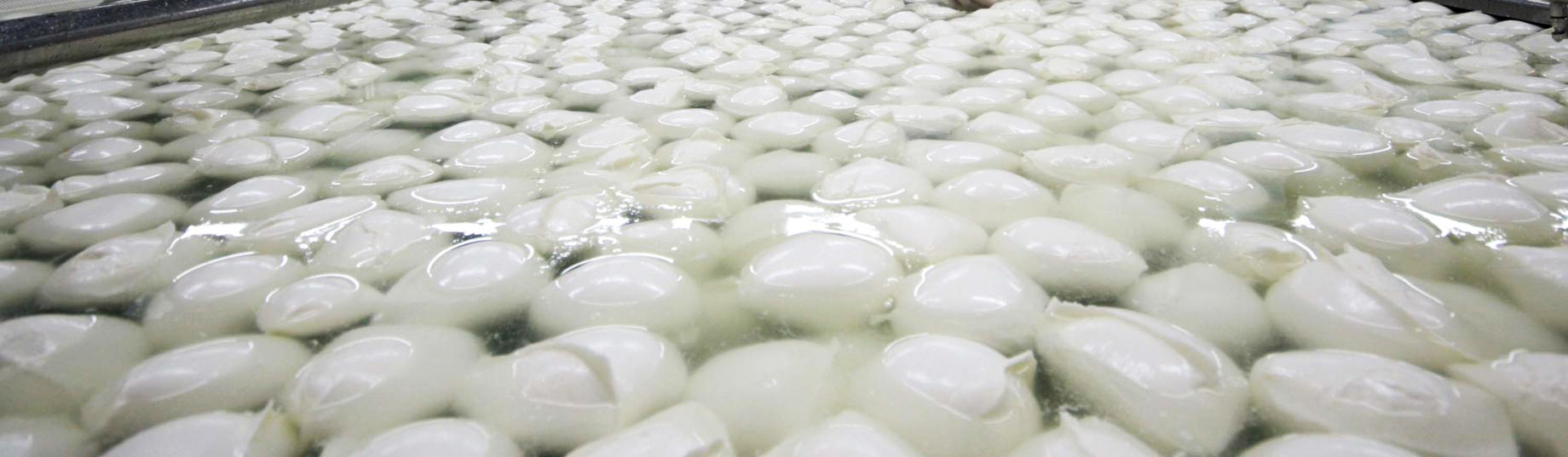 wall-mozzarella